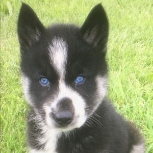 Meet your Posher, Jade